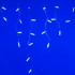Светодиодная бахрома ARD-EDGE-CLASSIC-2400x600-WHITE-88LED-FLASH BLUE (230V, 6W)
